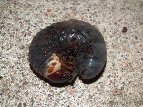 Oryctes nasicornis