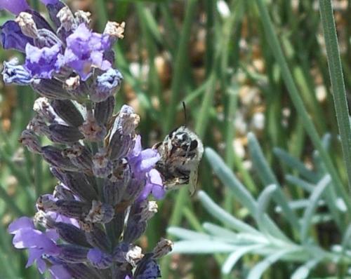 Anthophora pubescens