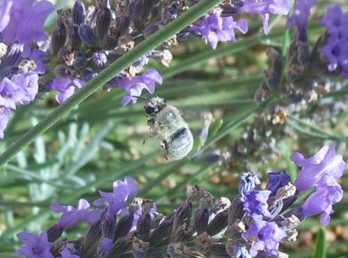 Anthophora pubescens
