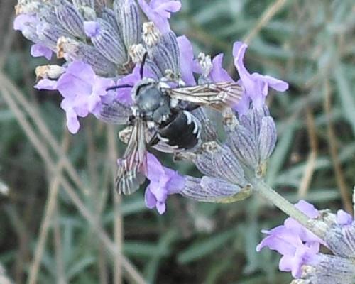 Réf. 109 223 : Thyreus sp.