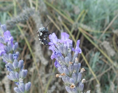 Réf. 109 227 : Thyreus sp.