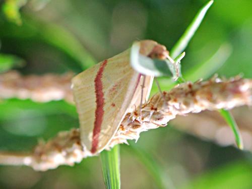 Rhodometra sacraria