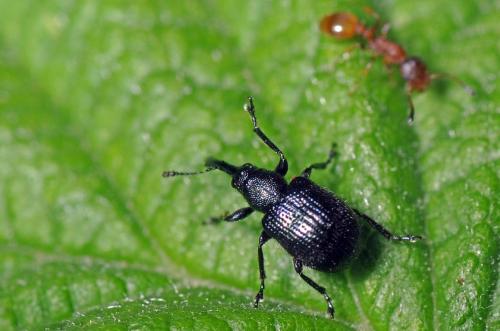 Neocoenorrhinus germanicus