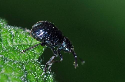 Neocoenorrhinus germanicus