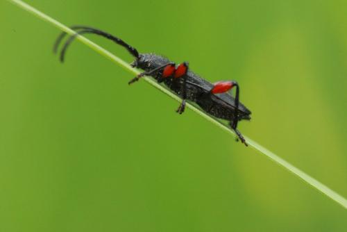 Ropalopus femoratus