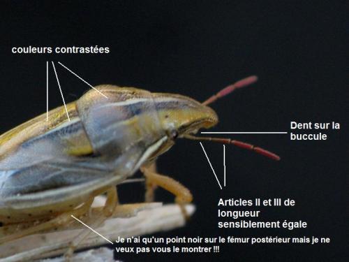 Réf. 109 396 : Aelia rostrata rostrata