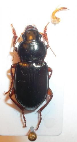 Amara aulica