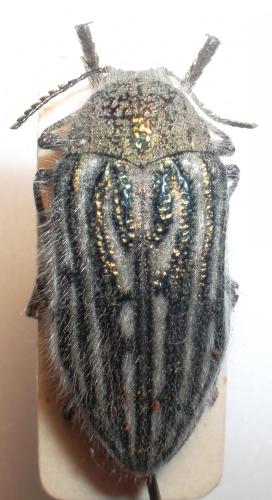 Julodis onopordi