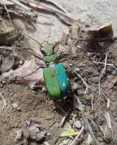 Réf. 109 273 : Cicindela campestris