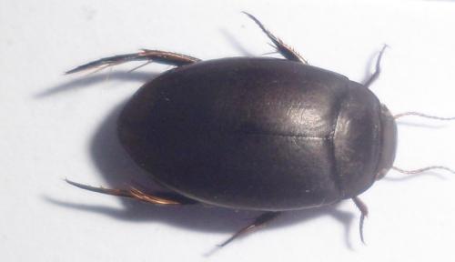 Agabus bipustulatus