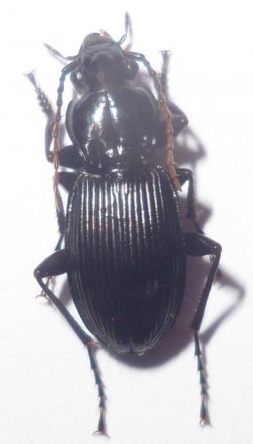 Pterostichus cristatus