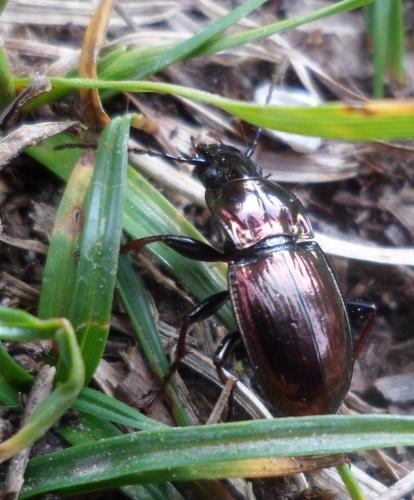 Pterostichus burmeisteri