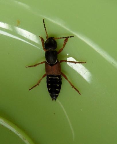 Réf. 109 220 : Staphylinus dimidiaticornis