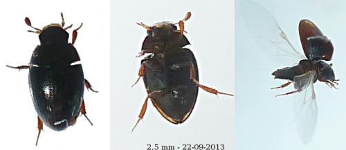 Cercyon sp.