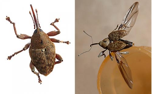 Réf. 109 640 : Curculio nucum