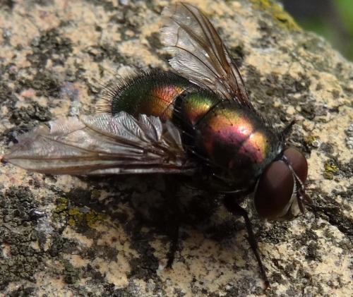 Lucilia sp.