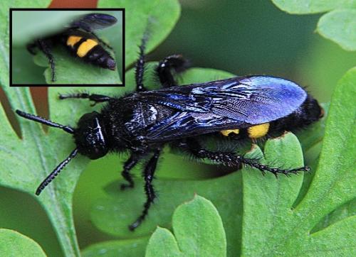 Scolia hirta