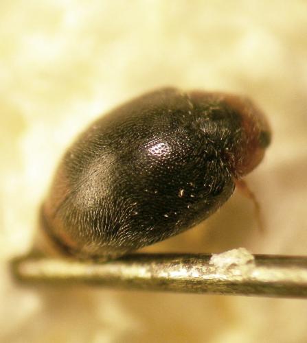 Scymnus haemorrhoidalis