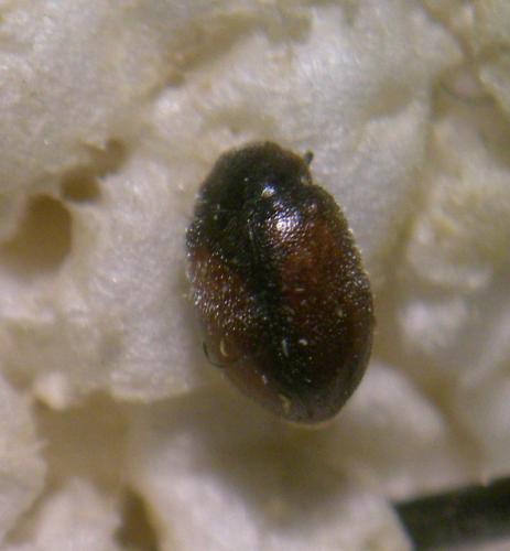 Réf. 109 775 : Scymnus suturalis