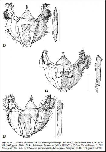 Réf. 109 977 : Selidosema sp.