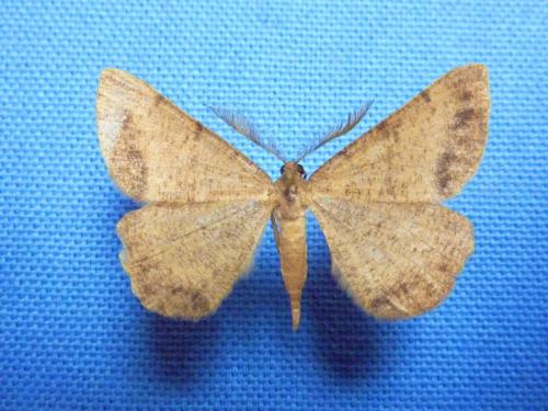 Selidosema brunnearia