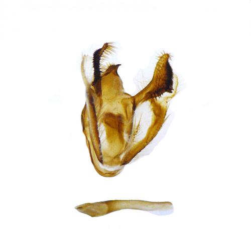 Selidosema brunnearia