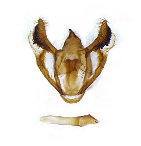 Réf. 109 985 : Selidosema brunnearia
