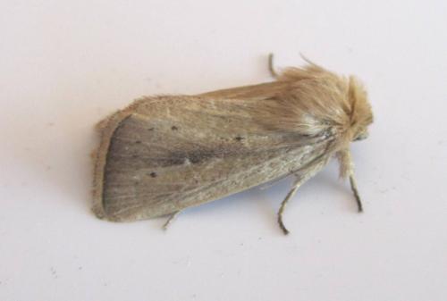 Réf. 109 250 : Sesamia nonagrioides