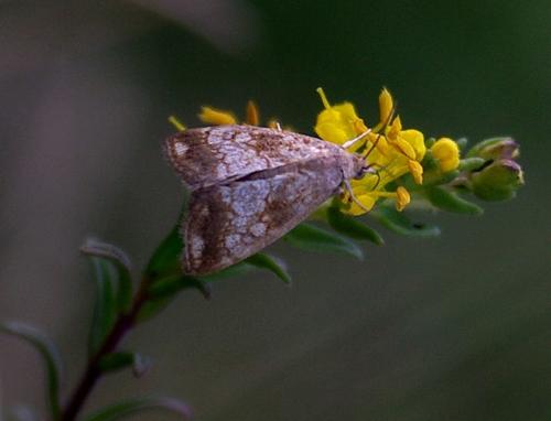 Réf. 109 187 : Evergestis sp.