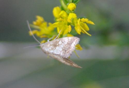 Evergestis sp.