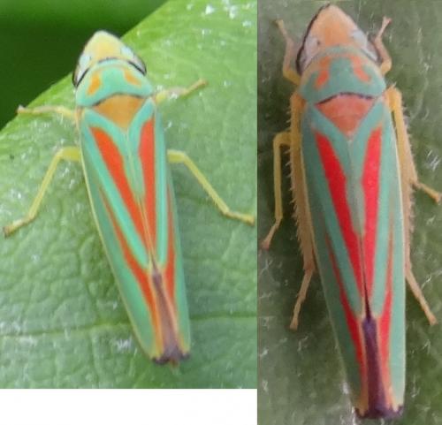 Graphocephala fennahi