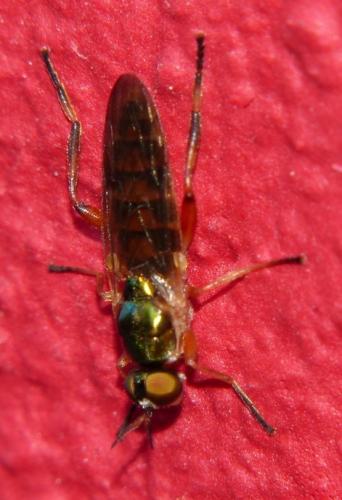 Réf. 109 847 : Chorisops sp.