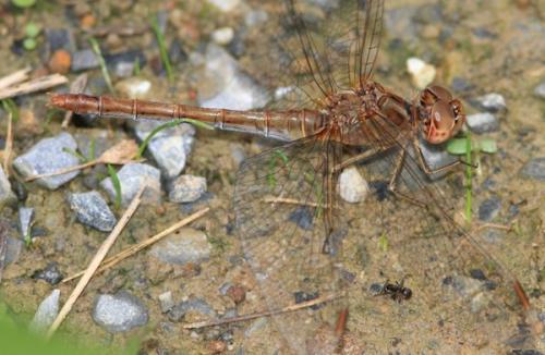 Sympetrum meridionale