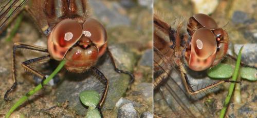 Sympetrum meridionale