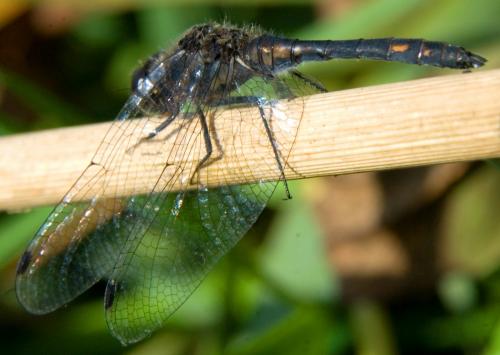 Réf. 109 942 : Sympetrum danae