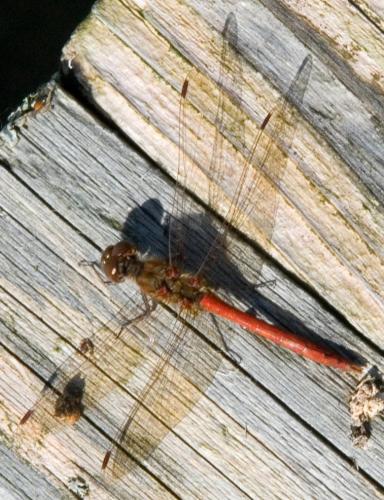 Sympetrum striolatum