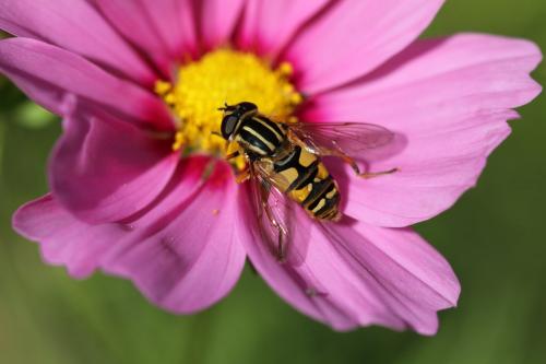 Helophilus pendulus