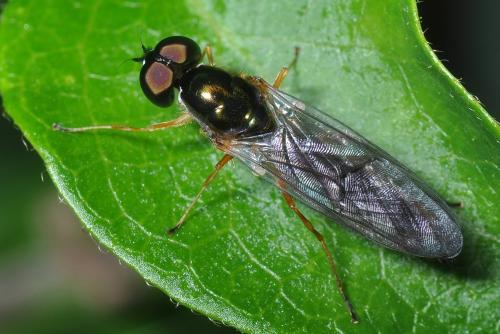 Sargus bipunctatus