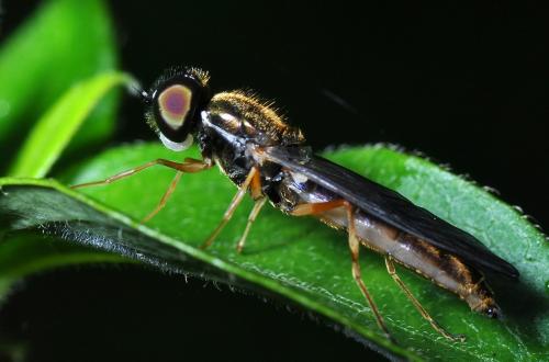 Sargus bipunctatus