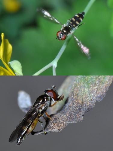 Réf. 109 670 : Platycheirus scutatus