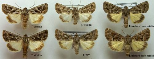 Réf. 109 132 : Thalpophila divers