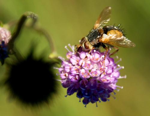Tachina fera