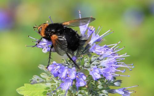 Réf. 109 224 : Tachina grossa