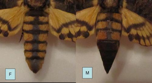 Réf. 109 935 : Acherontia atropos