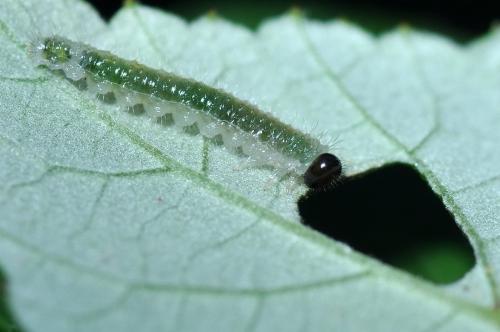 Priophorus brullei