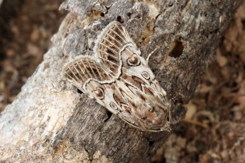 Thalpophila sp.