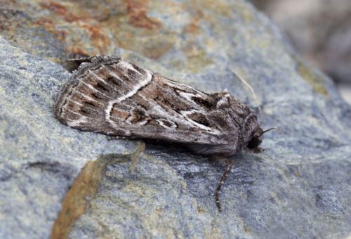 Réf. 109 134 : Thalpophila sp.