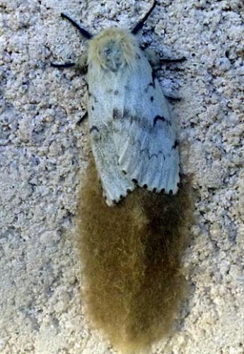 Lymantria dispar
