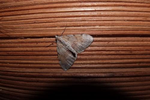 Réf. 109 920 : Pennithera firmata