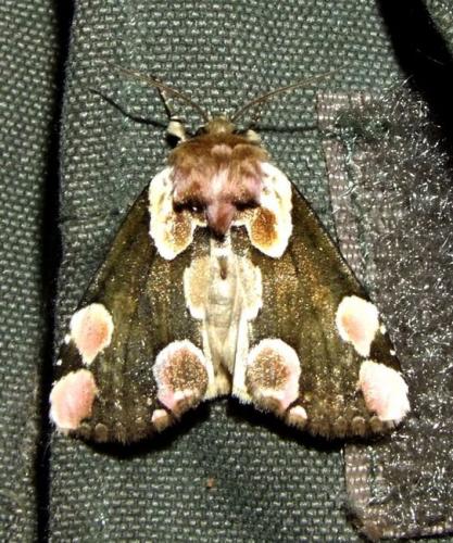Réf. 109 744 : Thyatira batis